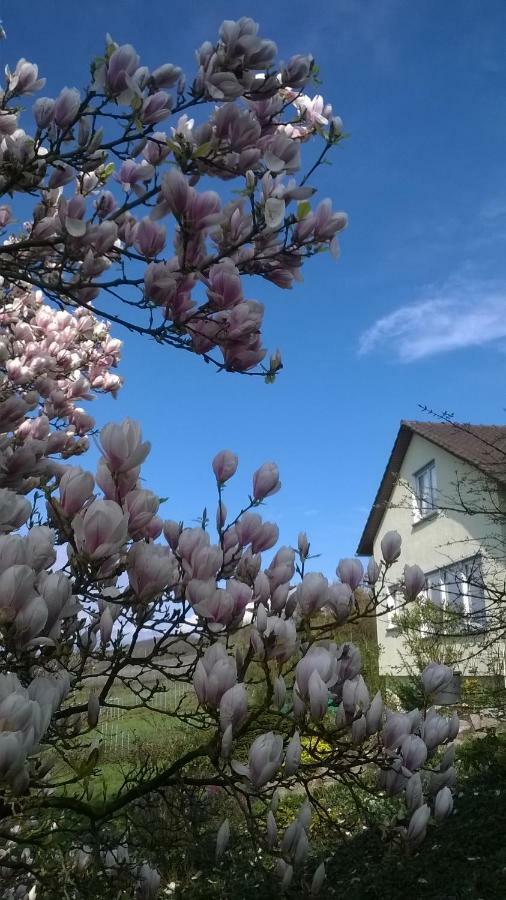 Ferienwohnung Rheinblick Bad Bellingen Buitenkant foto