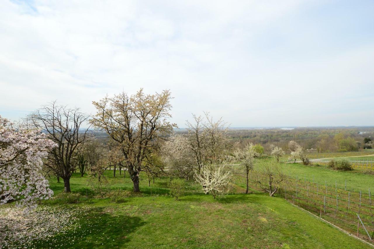 Ferienwohnung Rheinblick Bad Bellingen Buitenkant foto